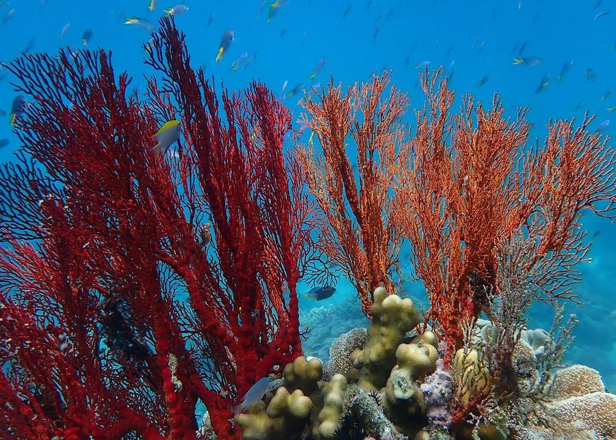 Great Barrier Reef diving Australia coral