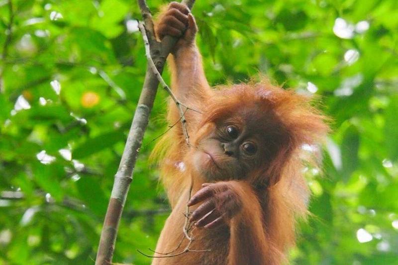 Orangutan trekking Borneo