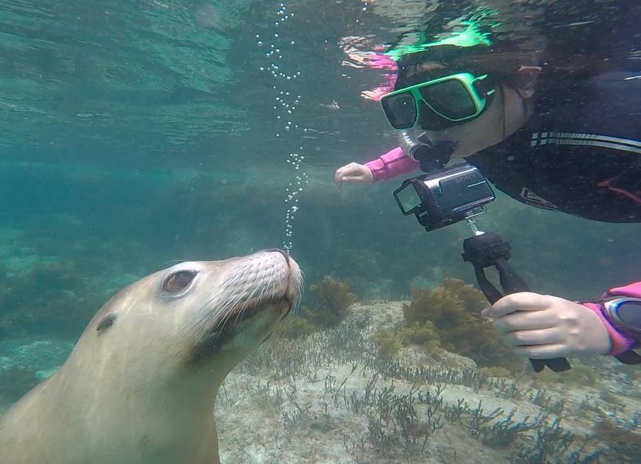 Swimming wild sea lions Australia Eyre Peninsula