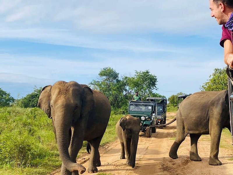 Udawalawe elephant safari Sri Lanka