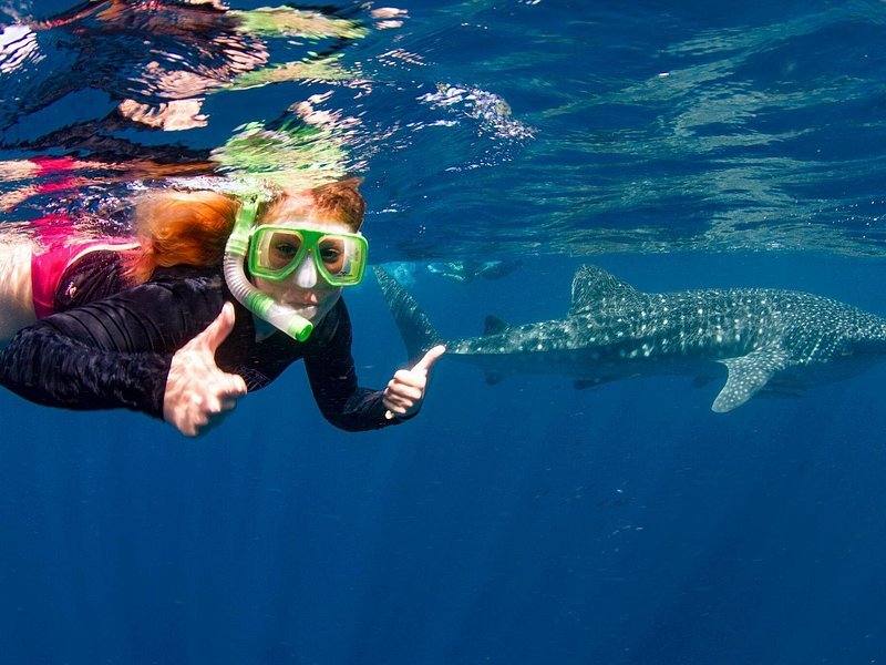 Ningaloo Reef whale shark swim Western Australia
